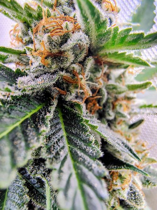 GORILLA GAS F1 FAST SEEDSMAN. Week 16