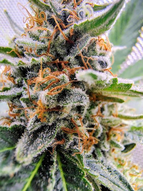 GORILLA GAS F1 FAST SEEDSMAN. Week 16