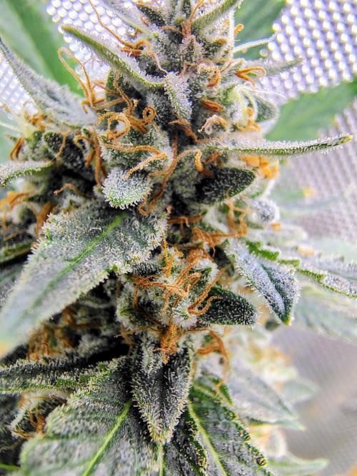 GORILLA GAS F1 FAST SEEDSMAN. Week 16