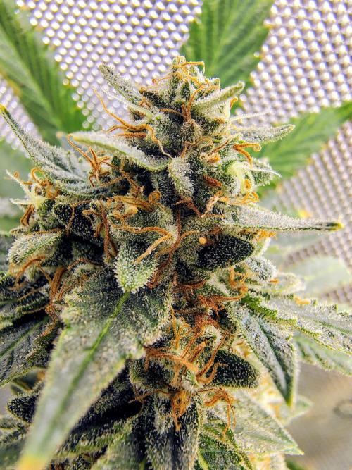 GORILLA GAS F1 FAST SEEDSMAN. Week 16