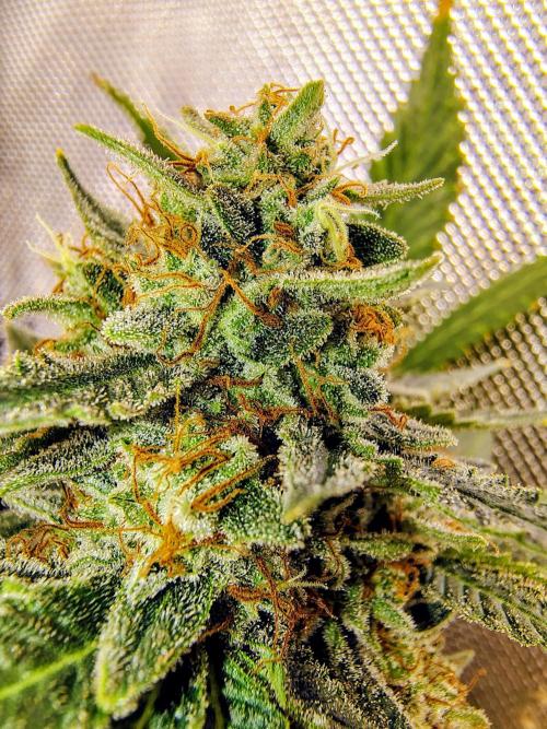 GORILLA GAS F1 FAST SEEDSMAN. Week 16