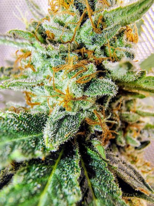 GORILLA GAS F1 FAST SEEDSMAN. Week 16