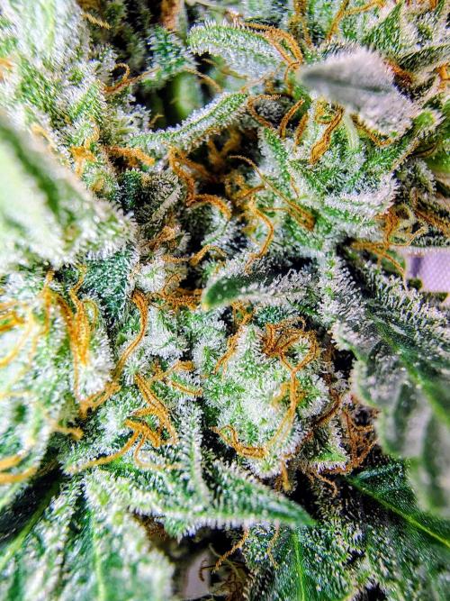 GORILLA GAS F1 FAST SEEDSMAN. Week 16