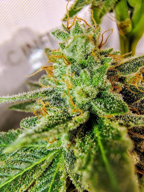 GORILLA GAS F1 FAST SEEDSMAN. Week 16