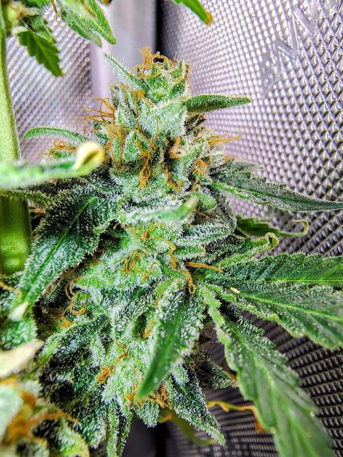 GORILLA GAS F1 FAST SEEDSMAN. Week 16