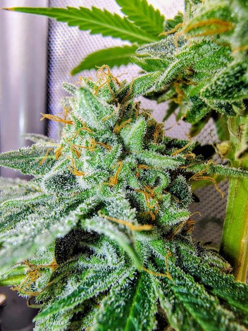 GORILLA GAS F1 FAST SEEDSMAN. Week 16