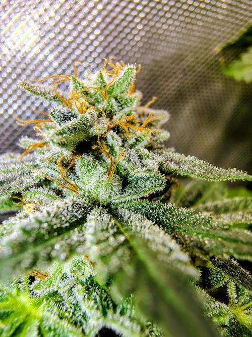 GORILLA GAS F1 FAST SEEDSMAN. Week 16