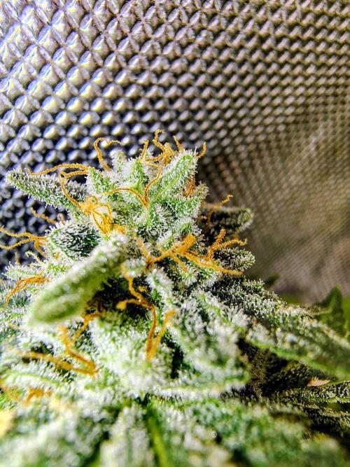 GORILLA GAS F1 FAST SEEDSMAN. Week 16