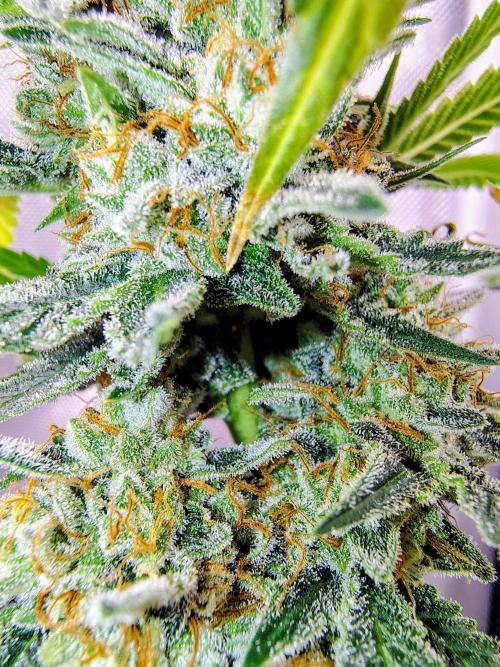 GORILLA GAS F1 FAST SEEDSMAN. Week 16