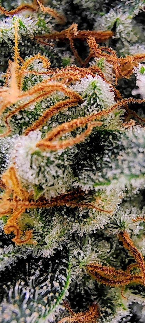 GORILLA GAS F1 FAST SEEDSMAN. Week 16