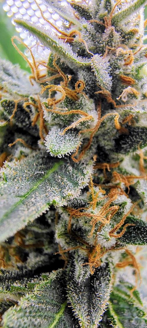 GORILLA GAS F1 FAST SEEDSMAN. Week 16