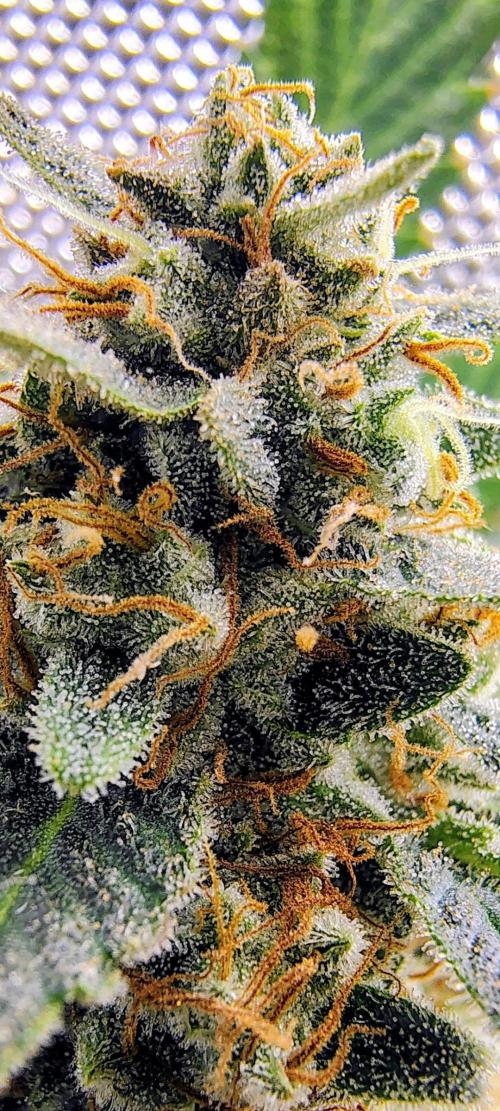 GORILLA GAS F1 FAST SEEDSMAN. Week 16