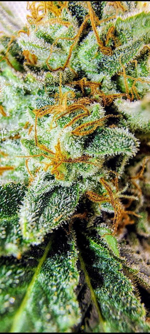 GORILLA GAS F1 FAST SEEDSMAN. Week 16