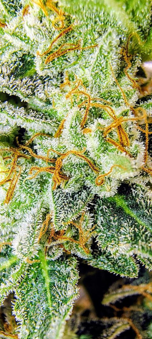 GORILLA GAS F1 FAST SEEDSMAN. Week 16