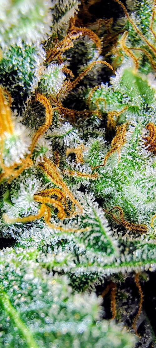 GORILLA GAS F1 FAST SEEDSMAN. Week 16