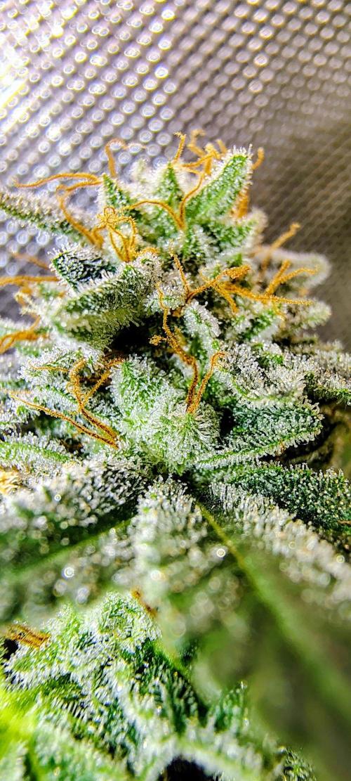 GORILLA GAS F1 FAST SEEDSMAN. Week 16