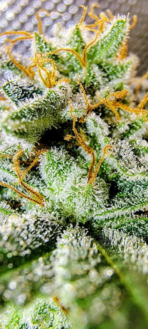 GORILLA GAS F1 FAST SEEDSMAN. Week 16