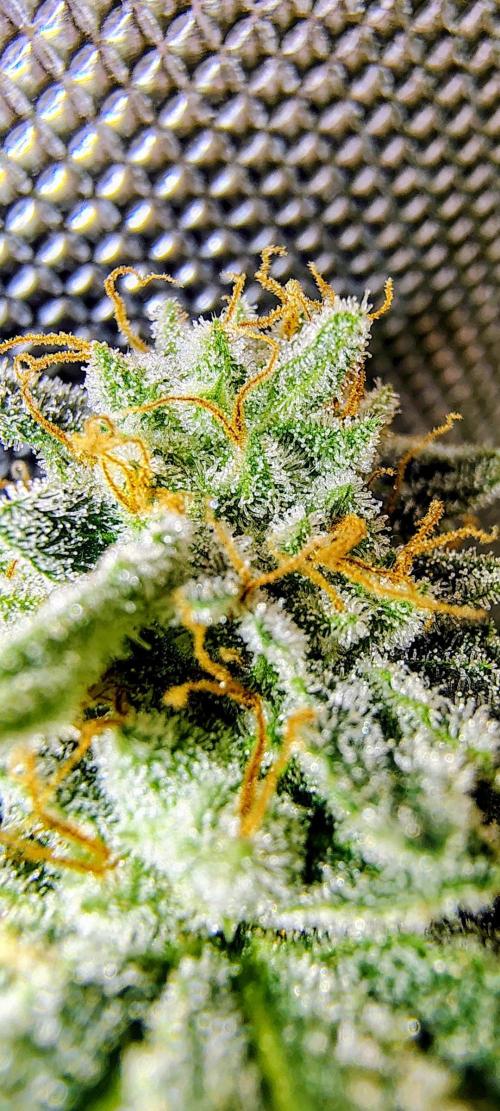 GORILLA GAS F1 FAST SEEDSMAN. Week 16