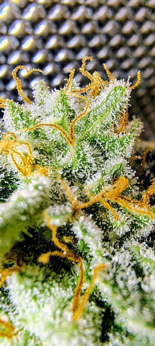 GORILLA GAS F1 FAST SEEDSMAN. Week 16