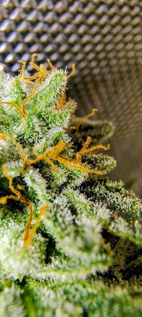 GORILLA GAS F1 FAST SEEDSMAN. Week 16