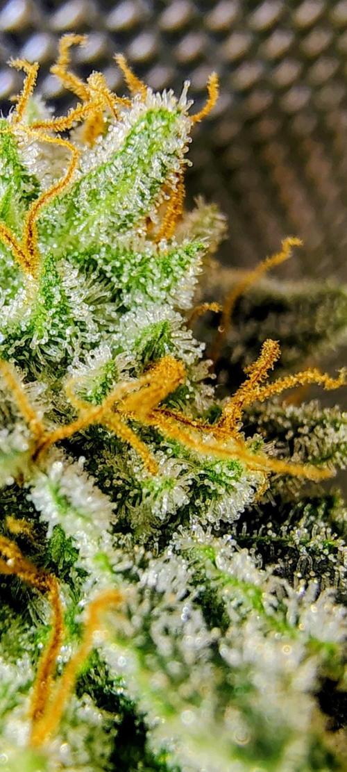 GORILLA GAS F1 FAST SEEDSMAN. Week 16