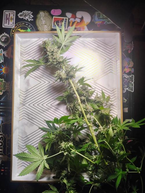 GORILLA GAS F1 FAST SEEDSMAN. Week 16