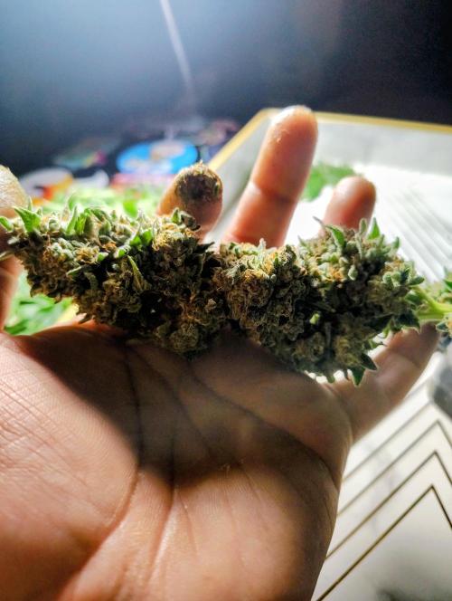 GORILLA GAS F1 FAST SEEDSMAN. Week 16