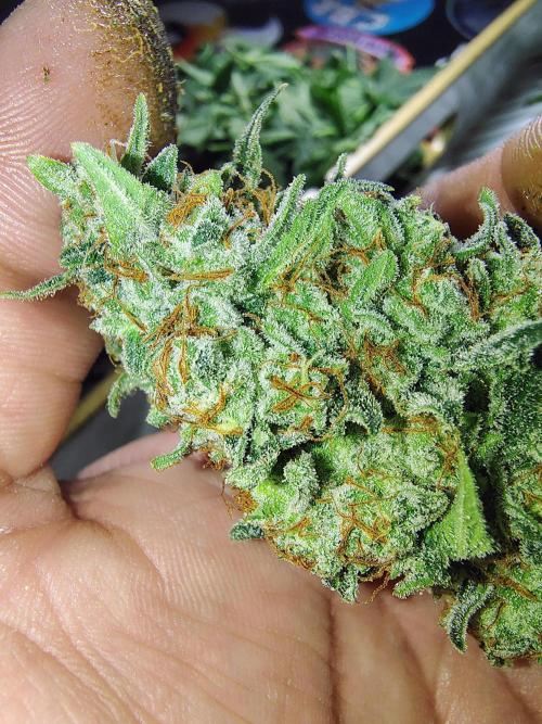 GORILLA GAS F1 FAST SEEDSMAN. Week 16