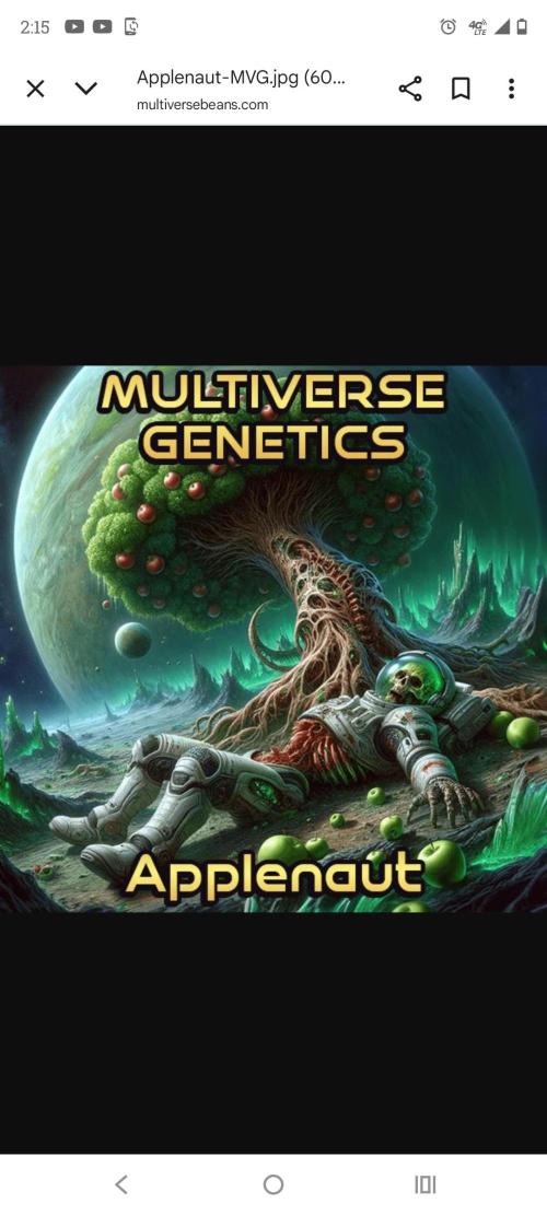 APPLENAUT (Dirty Sanchez X Wedding Cake). Week 1