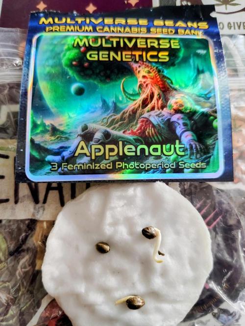 APPLENAUT (Dirty Sanchez X Wedding Cake). Week 1