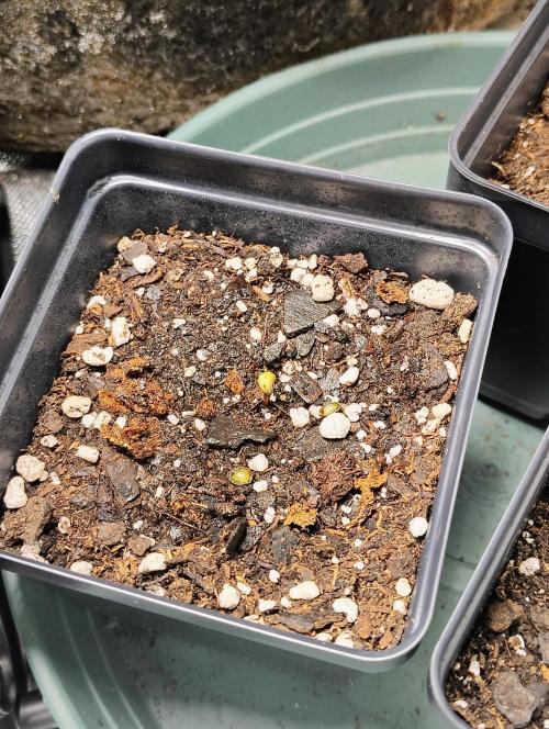 APPLENAUT (Dirty Sanchez X Wedding Cake). Week 1