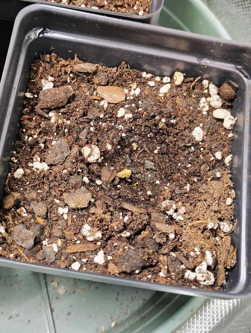 APPLENAUT (Dirty Sanchez X Wedding Cake). Week 1