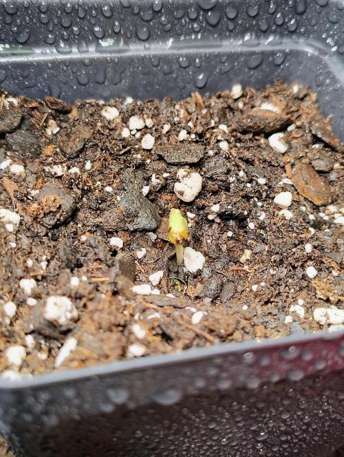 APPLENAUT (Dirty Sanchez X Wedding Cake). Week 1