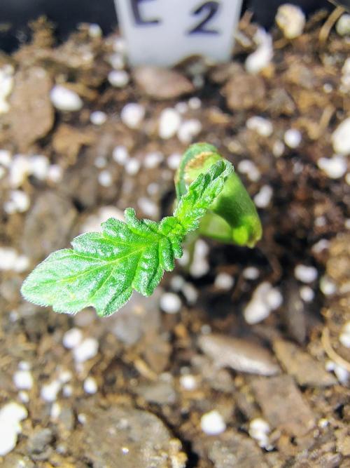 APPLENAUT (Dirty Sanchez X Wedding Cake). Week 1