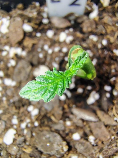 APPLENAUT (Dirty Sanchez X Wedding Cake). Week 1