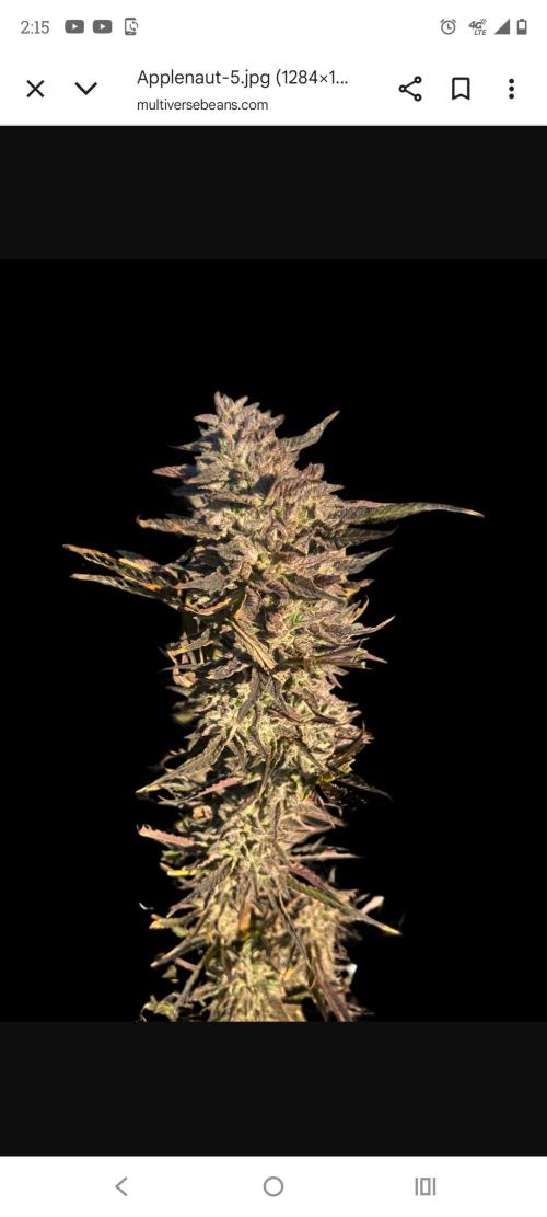 APPLENAUT (Dirty Sanchez X Wedding Cake). Week 1