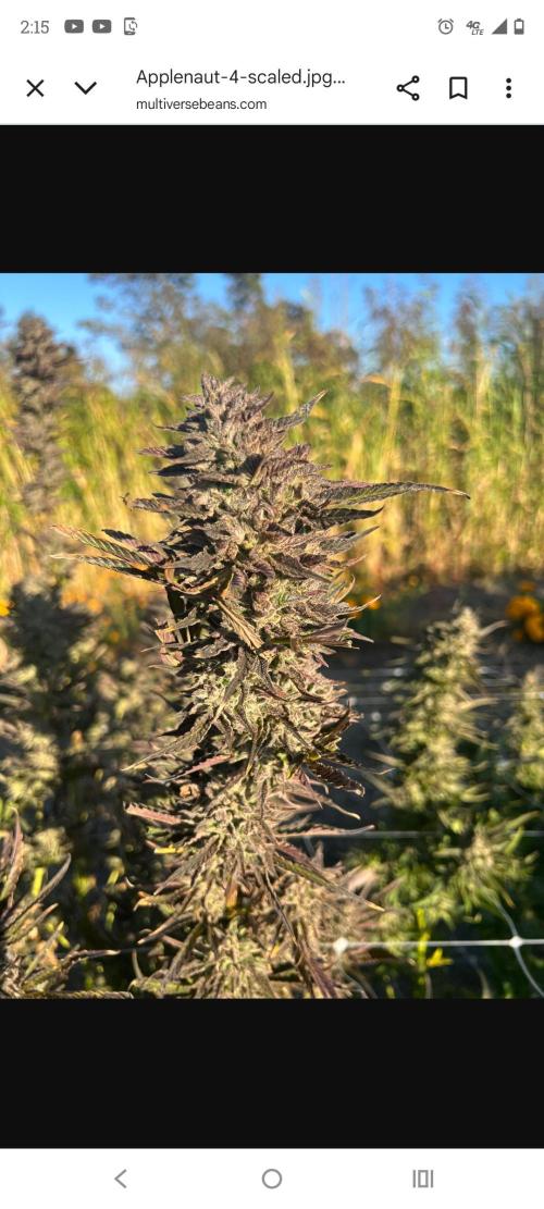 APPLENAUT (Dirty Sanchez X Wedding Cake). Week 1