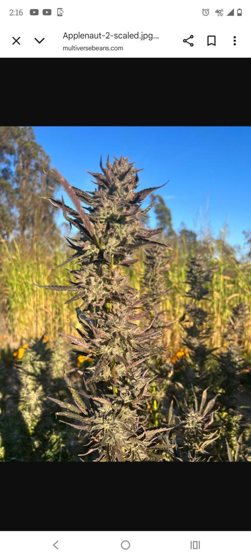 APPLENAUT (Dirty Sanchez X Wedding Cake). Week 1