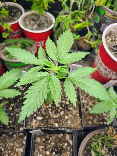 No Training Wheels by TerpFi3nd. Week 2