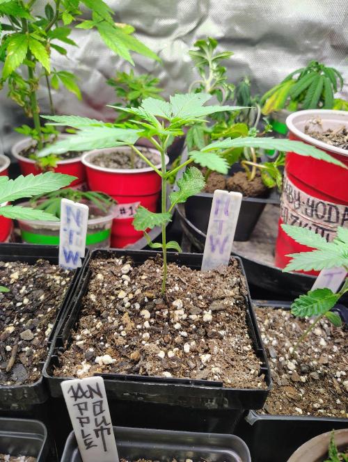 No Training Wheels by TerpFi3nd. Week 2