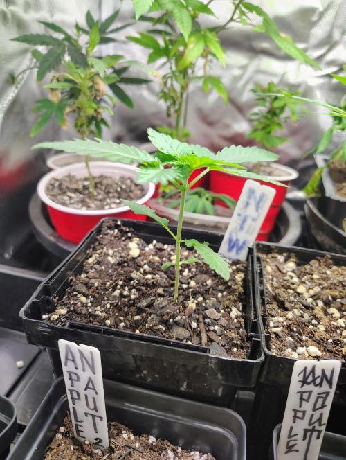 No Training Wheels by TerpFi3nd. Week 2