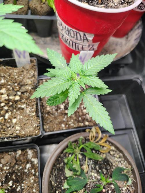 No Training Wheels by TerpFi3nd. Week 2