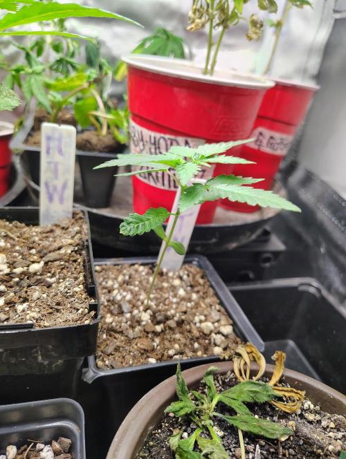 No Training Wheels by TerpFi3nd. Week 2