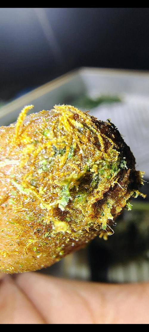 GORILLA GAS F1 FAST SEEDSMAN. Week 16