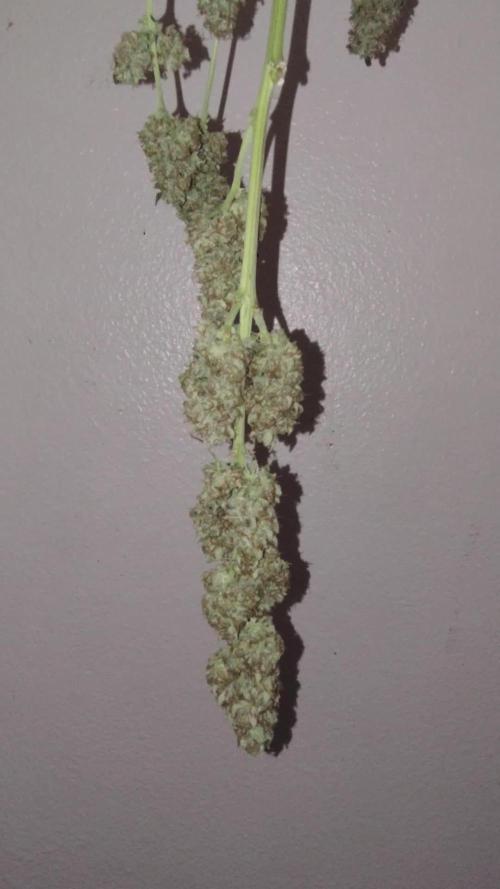 GORILLA GAS F1 FAST SEEDSMAN