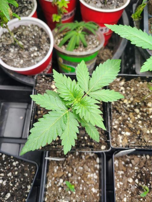 No Training Wheels by TerpFi3nd. Week 3