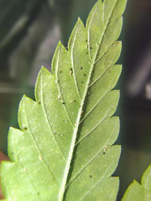 No Training Wheels by TerpFi3nd. Week 3