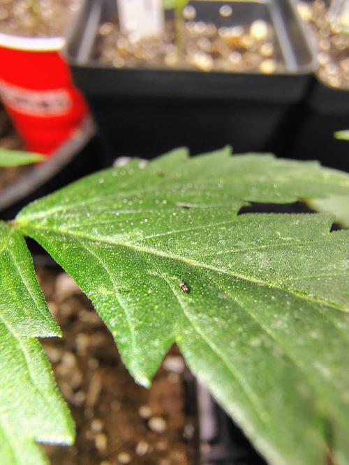 No Training Wheels by TerpFi3nd. Week 3