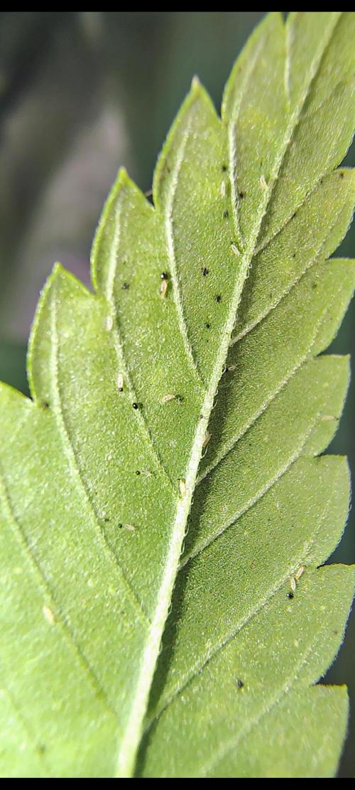 No Training Wheels by TerpFi3nd. Week 3