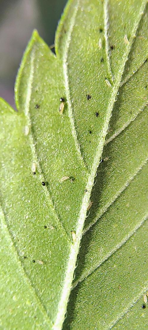 No Training Wheels by TerpFi3nd. Week 3